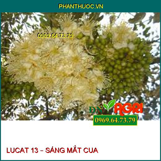 LUCAT 13 – SÁNG MẮT CUA