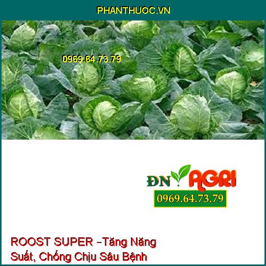 ROOST SUPER –Tăng Năng Suất, Chống Chịu Sâu Bệnh