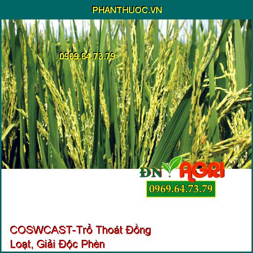 COSWCAST-Trổ Thoát Đồng Loạt, Giải Độc Phèn