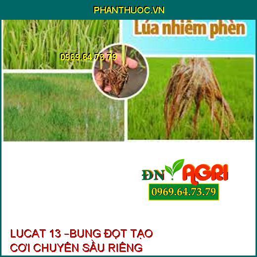 LUCAT 13 –BUNG ĐỌT TẠO CƠI CHUYÊN SẦU RIÊNG