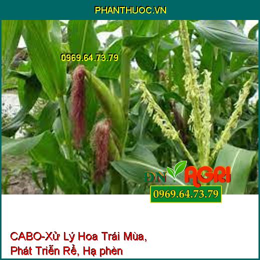 CABO-Xử Lý Hoa Trái Mùa, Phát Triễn Rể, Hạ phèn