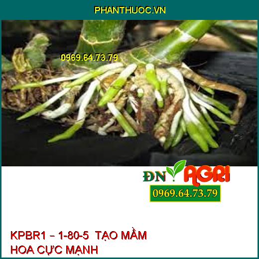 KPBR1 – 1-80-5  TẠO MẦM HOA CỰC MẠNH