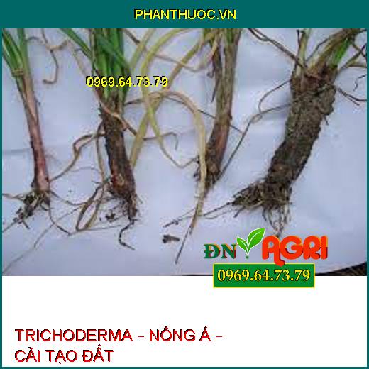 TRICHODERMA – NÔNG Á – CẢI TẠO ĐẤT 