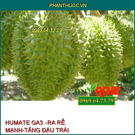 HUMATE GA3 –RA RỄ MẠNH-TĂNG ĐẬU TRÁI