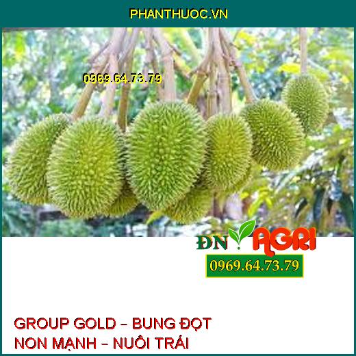 GROUP GOLD – BUNG ĐỌT NON MẠNH – NUÔI TRÁI