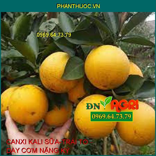 CANXI KALI SỮA-TRÁI TO – DÀY CƠM NẶNG KÝ