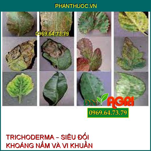 TRICHODERMA – SIÊU ĐỐI KHOÁNG NẤM VÀ VI KHUẨN