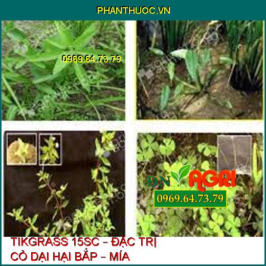 TIKGRASS 15SC – ĐẶC TRỊ CỎ DẠI HẠI BẮP – MÍA