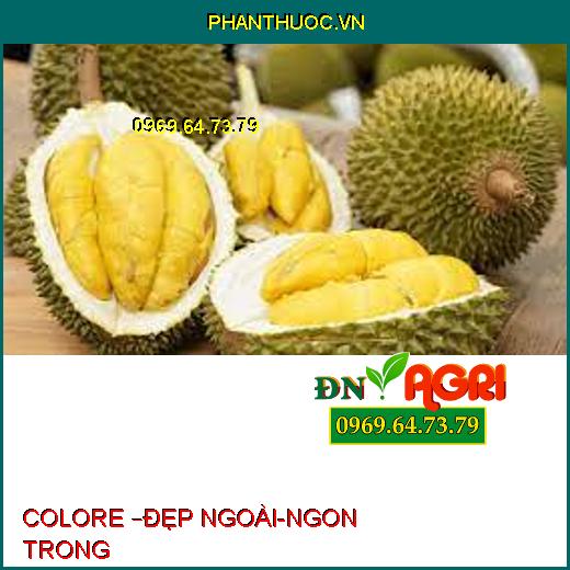 COLORE –ĐẸP NGOÀI-NGON TRONG