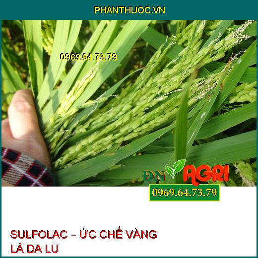 SULFOLAC – ỨC CHẾ VÀNG LÁ DA LU