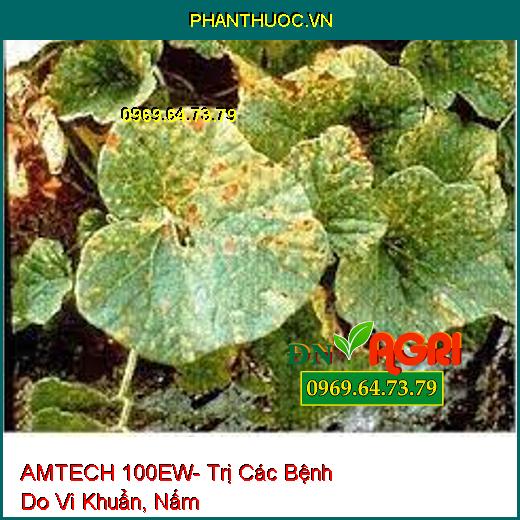 AMTECH 100EW- Đặc Trị Các Bệnh Do Vi Khuẩn, Nấm