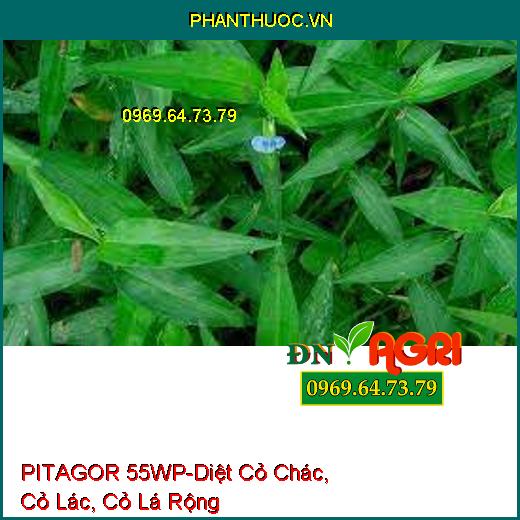 PITAGOR 55WP-Diệt Cỏ Chác, Cỏ Lác, Cỏ Lá Rộng