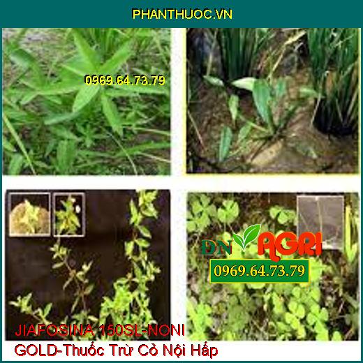 JIAFOSINA 150SL-NONI GOLD-Thuốc Trừ Cỏ Nội Hấp