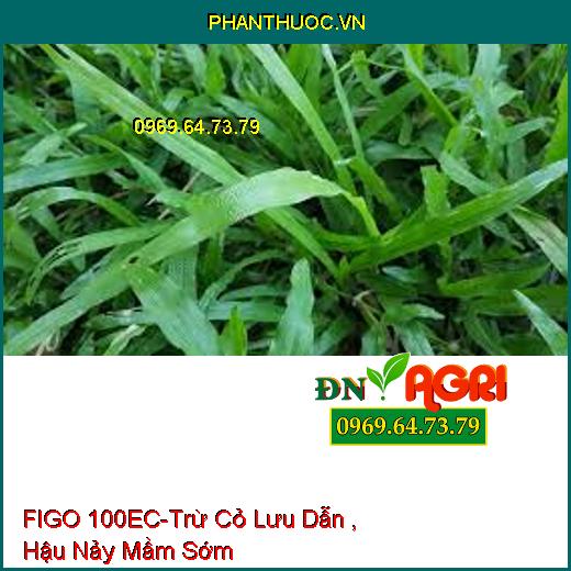 FIGO 100EC-Trừ Cỏ Lưu Dẫn , Hậu Nảy Mầm Sớm