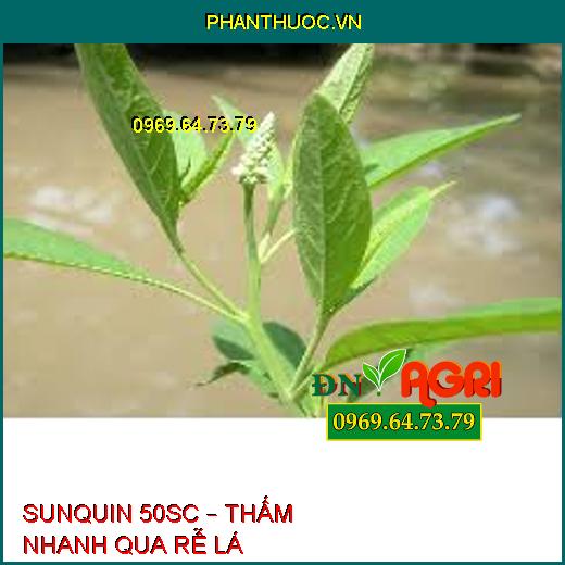 SUNQUIN 50SC – THẤM NHANH QUA RỄ LÁ