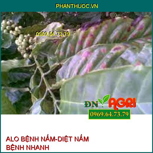 ALO BỆNH NẤM-DIỆT NẤM BỆNH NHANH