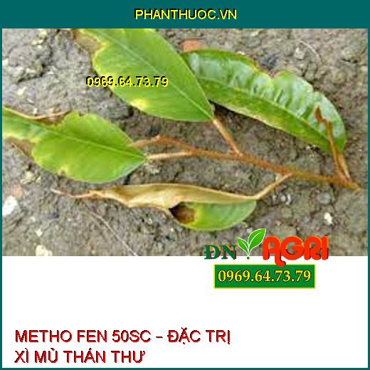 METHO FEN 50SC – ĐẶC TRỊ XÌ MỦ THÁN THƯ