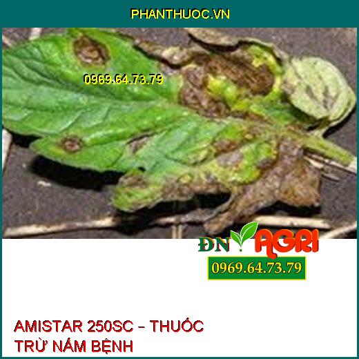 AMISTAR 250SC – THUỐC TRỪ NẤM BỆNH