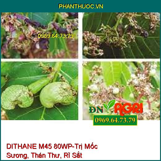 DITHANE M45 80WP-Trị Mốc Sương, Thán Thư, Rỉ Sắt