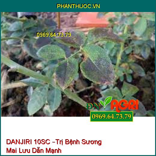 DANJIRI 10SC –Trị Bệnh Sương Mai Lưu Dẫn Mạnh