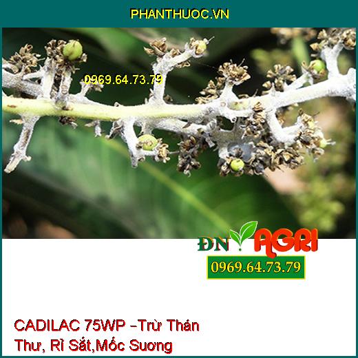 CADILAC 75WP –Trừ Thán Thư, Rỉ Sắt,Mốc Suơng