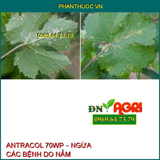 ANTRACOL 70WP – NGỪA CÁC BỆNH DO NẤM