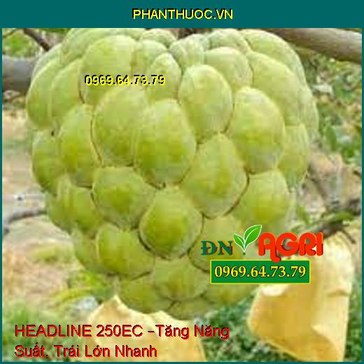 HEADLINE 250EC –Tăng Năng Suất, Trái Lớn Nhanh