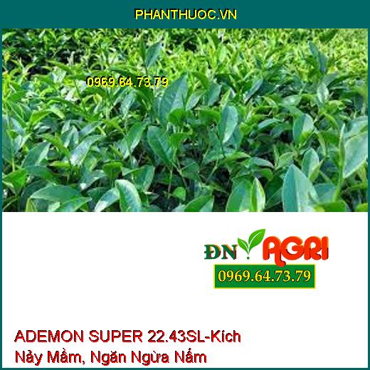 ADEMON SUPER 22.43SL-Kích Nảy Mầm, Ngăn Ngừa Nấm