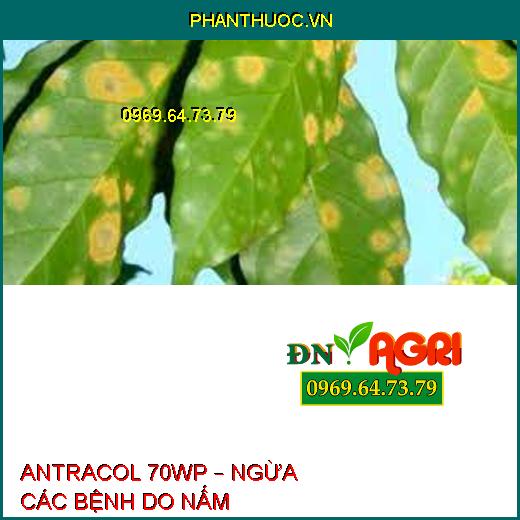 ANTRACOL 70WP – NGỪA CÁC BỆNH DO NẤM