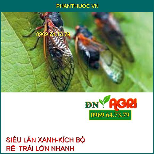 SIÊU LÂN XANH-KÍCH BỘ RỄ–TRÁI LỚN NHANH