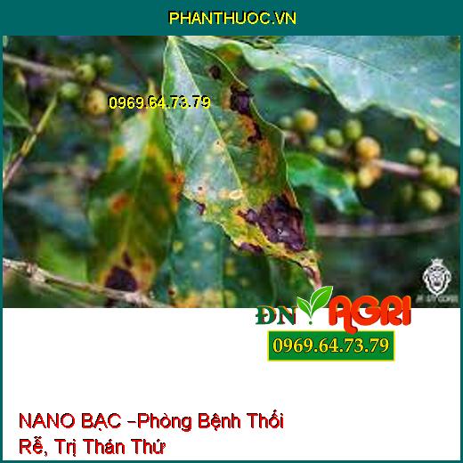 NANO BẠC –Phòng Bệnh Thối Rễ, Trị Thán Thứ