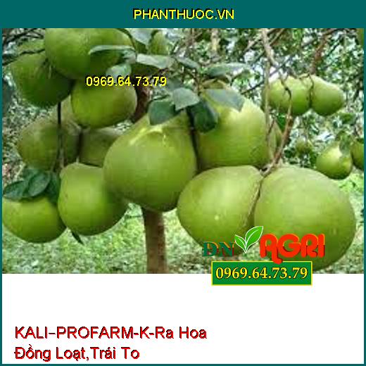 KALI–PROFARM-K-Ra Hoa Đồng Loạt,Trái To