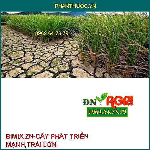 BIMIX ZN-CÂY PHÁT TRIỂN MẠNH,TRÁI LỚN