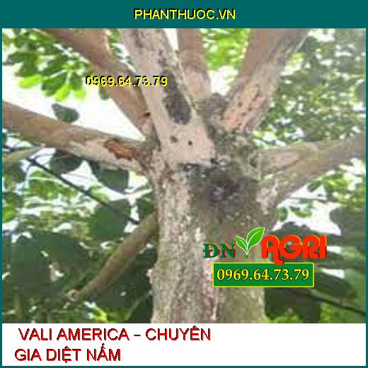  VALI AMERICA – CHUYÊN GIA DIỆT NẤM