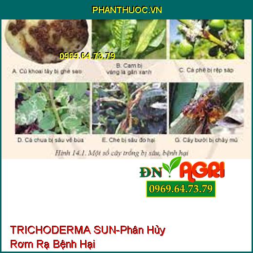 TRICHODERMA SUN-Phân Hủy Rơm Rạ Bệnh Hại