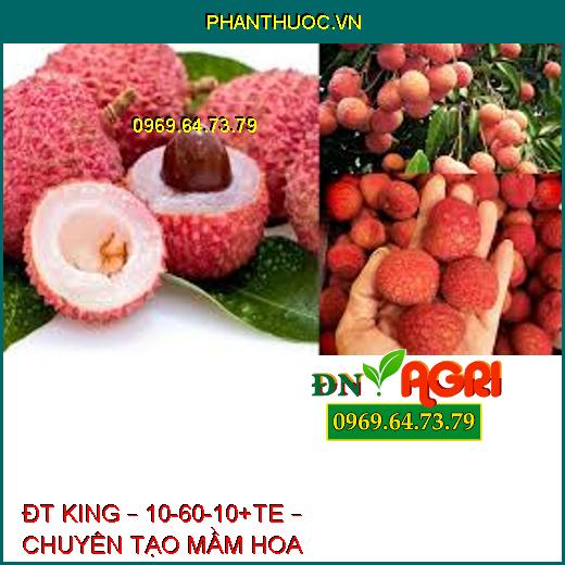 ĐT KING – 10-60-10+TE – CHUYÊN TẠO MẦM HOA