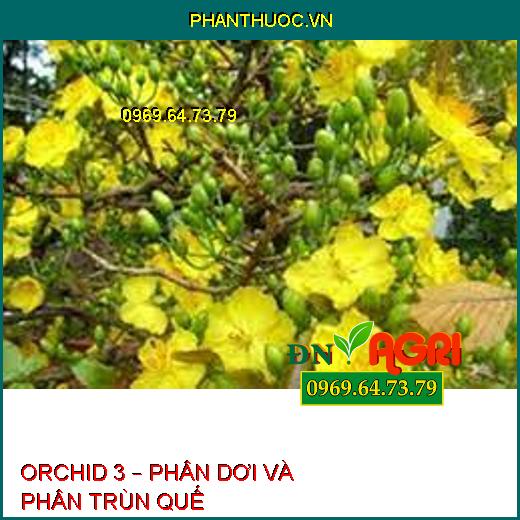 ORCHID 3 – PHÂN DƠI VÀ PHÂN TRÙN QUẾ