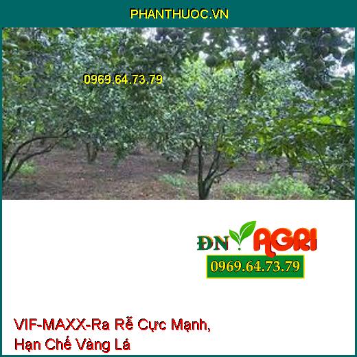 VIF-MAXX-Ra Rễ Cực Mạnh, Hạn Chế Vàng Lá