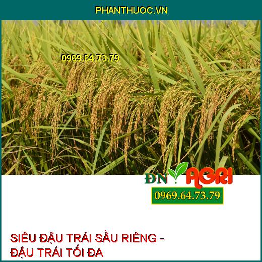 SIÊU ĐẬU TRÁI SẦU RIÊNG – ĐẬU TRÁI TỐI ĐA