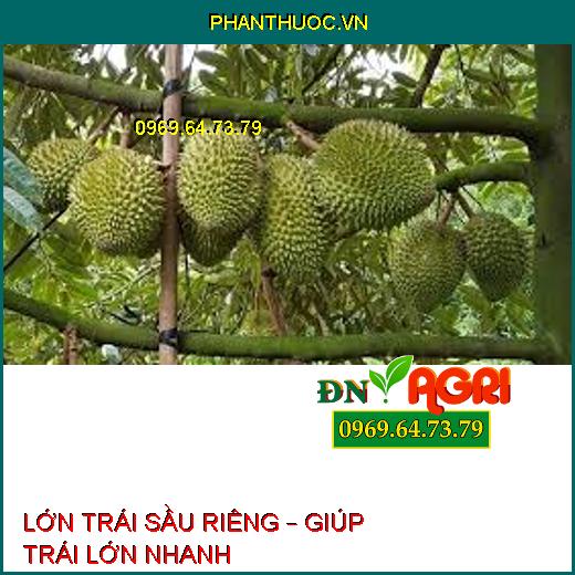 LỚN TRÁI SẦU RIÊNG – GIÚP TRÁI LỚN NHANH