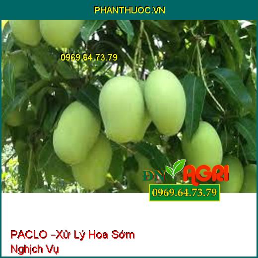 PACLO –Xử Lý Hoa Sớm Nghịch Vụ