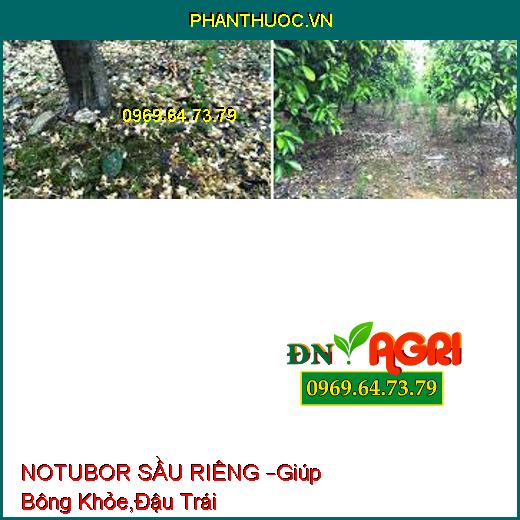 NOTUBOR SẦU RIÊNG –Giúp Bông Khỏe,Đậu Trái