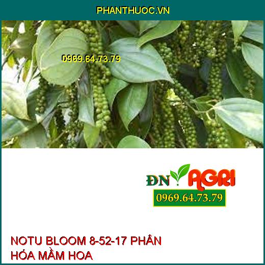 NOTU BLOOM 8-52-17 PHÂN HÓA MẦM HOA