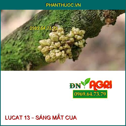 LUCAT 13 – SÁNG MẮT CUA