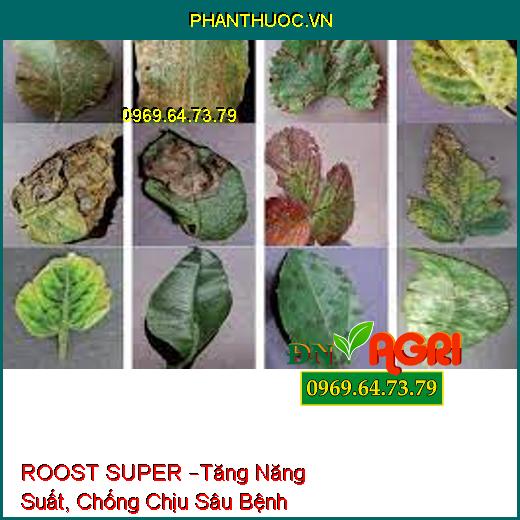 ROOST SUPER –Tăng Năng Suất, Chống Chịu Sâu Bệnh