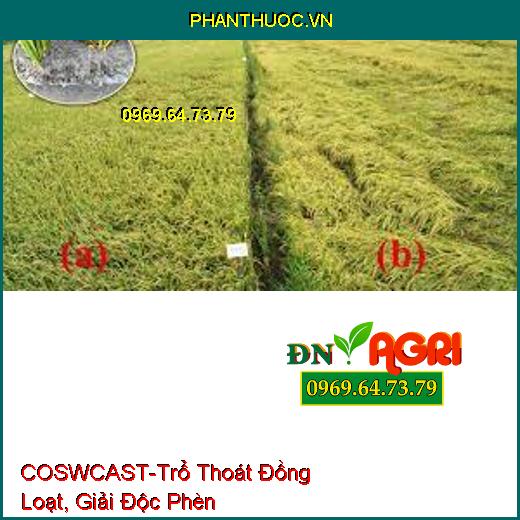 COSWCAST-Trổ Thoát Đồng Loạt, Giải Độc Phèn