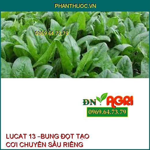 LUCAT 13 –BUNG ĐỌT TẠO CƠI CHUYÊN SẦU RIÊNG