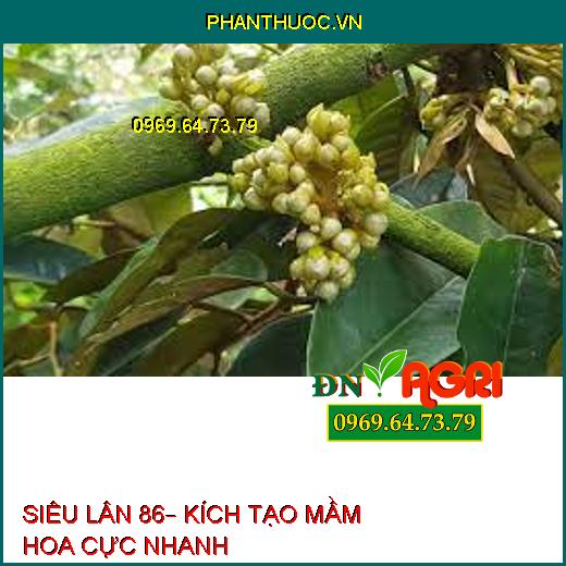 SIÊU LÂN 86– KÍCH TẠO MẦM HOA CỰC NHANH