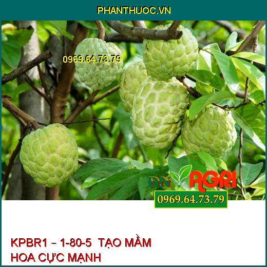 KPBR1 – 1-80-5  TẠO MẦM HOA CỰC MẠNH