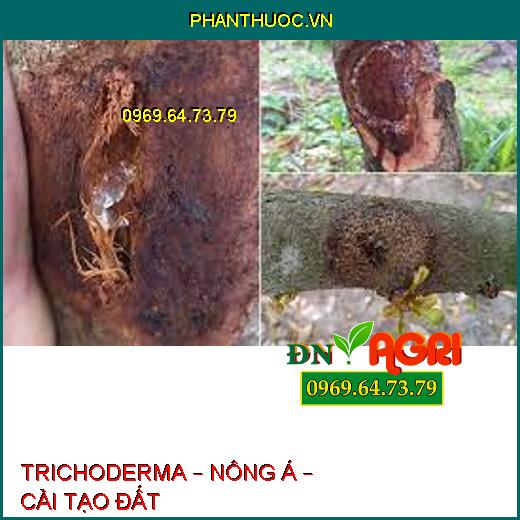 TRICHODERMA – NÔNG Á – CẢI TẠO ĐẤT 